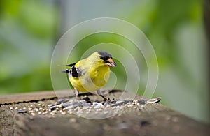 American Goldfinch bird eating birdseed