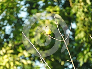 American Goldfinch Bird Perched on a Branch