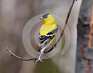 American goldfinch with blurred background