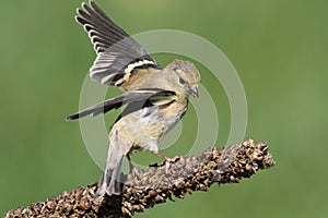 American Goldfinch Carduelis tristis