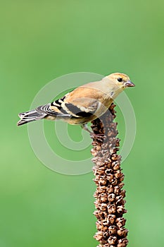 American Goldfinch (Carduelis tristis)