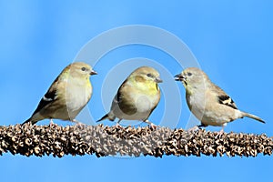 American Goldfinch (Carduelis tristis)