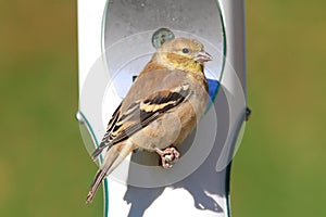 American Goldfinch (Carduelis tristis)