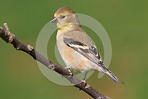 American Goldfinch (Carduelis tristis) photo