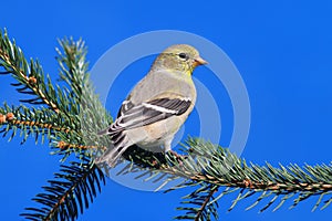 American Goldfinch (Carduelis tristis)