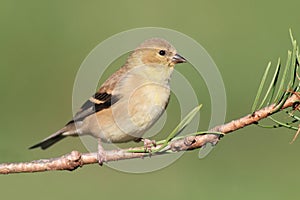 American Goldfinch (Carduelis tristis)