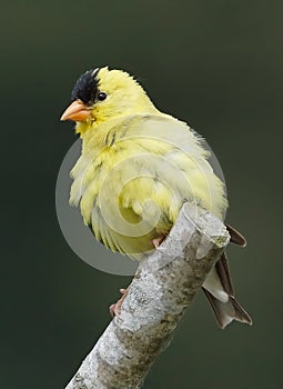 American Goldfinch - Carduelis tristis