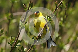 American Goldfinch -Carduelis tristis