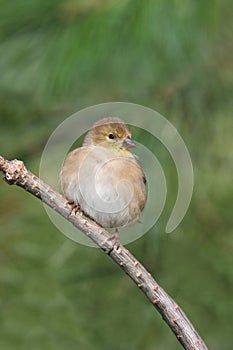 American Goldfinch Carduelis tristis