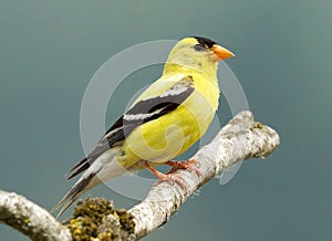 American Goldfinch - Carduelis tristis photo