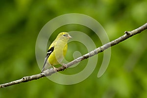 American Goldfinch Carduelis tristus Female