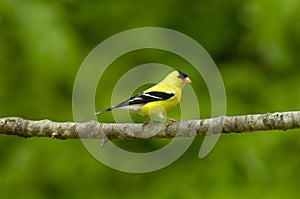 American Goldfinch Carduelis tristus Male