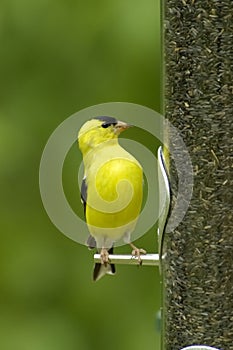 American Goldfinch Carduelis tristus Male