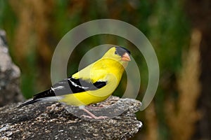 American goldfinch