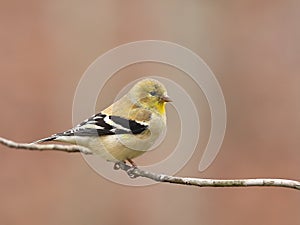 American goldfinch closeup