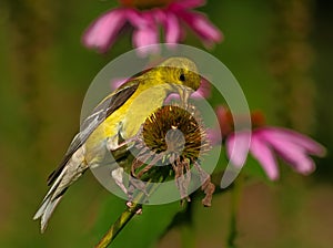 American Goldfinch on dried coneflower