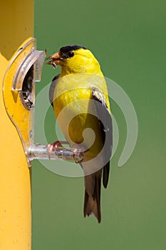 American Goldfinch enjoying Thistle seed in Missouri