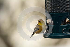 American Goldfinch at the feeder