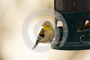 American Goldfinch at the feeder