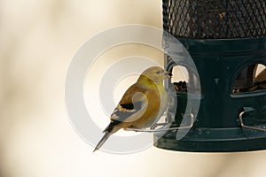 American Goldfinch at the feeder