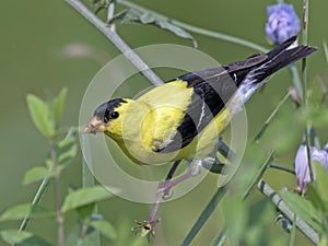 American Goldfinch Feeding