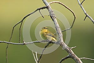 American Goldfinch Female