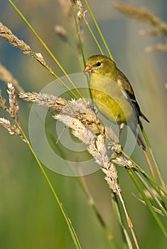 American Goldfinch (Female Summer Plumage)