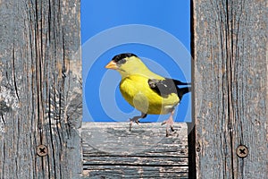 American Goldfinch on a Fence