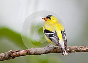 American Goldfinch male