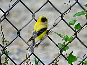 American Goldfinch Male Bird Hangs onto a Metal Fence