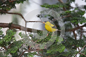 American Goldfinch Male bird in the shrub.