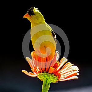 American Goldfinch Male Bird Sitting On A Zinnia Flower In A Garden In New Jersey