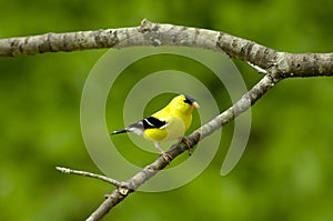 American Goldfinch Carduelis tristus Male photo