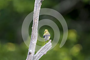 American Goldfinch male looking backward