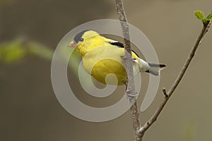 American Goldfinch photo