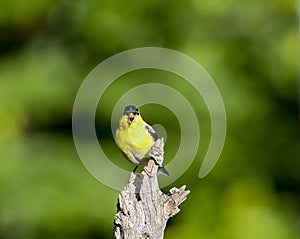 American Goldfinch male vocalizing