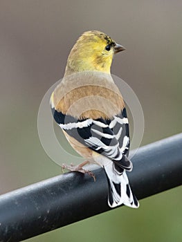The American goldfinch migrates to Texas in autumn.