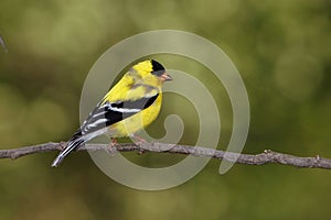 American Goldfinch Molting Male