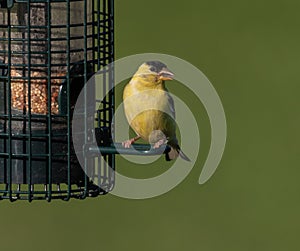 American goldfinch at muskoka feeder