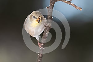 American Goldfinch Perched Alertly on a Slender Branch photo