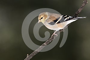 American Goldfinch Perched Alertly on a Slender Branch photo