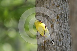 American Goldfinch Perched on Branch