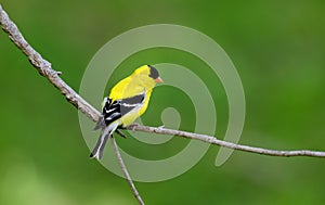 American goldfinch perched on branch