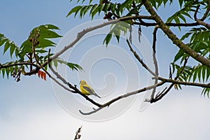 American goldfinch perched on branch