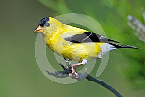 American Goldfinch
