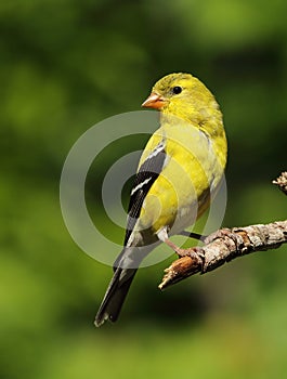 American Goldfinch photo