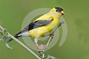 American Goldfinch photo