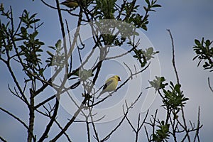 An american goldfinch perched on a branch