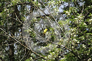 American goldfinch perched on a branch