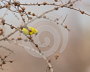 An American Goldfinch perched on a branch in summer